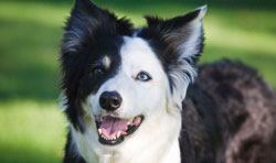 border collie eyesight