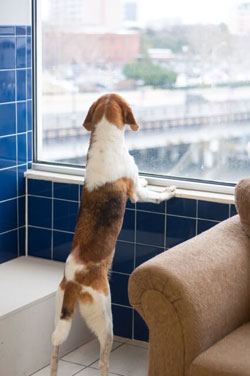 Dog looking out cause of anxiety