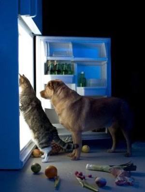 how-to-store-dog-food how to store dog food