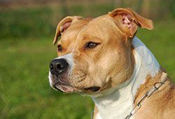 pitbull calorie intake pitbull calorie intake