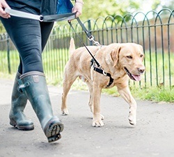 train your dog to walk without pulling