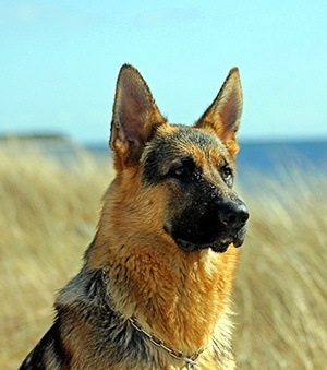 german shepherd outside