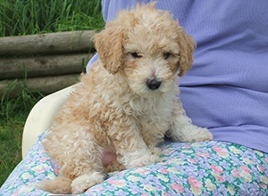 poodle sitting on lap poodle waiting to be fed