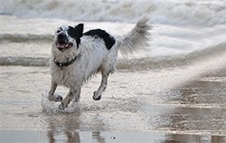 Newfoundland dog in sea water Newfoundland dog in sea water