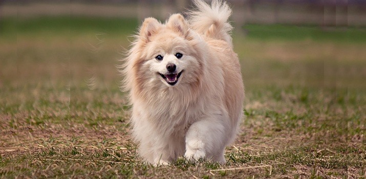 Pomeranian cost Pomeranian costs