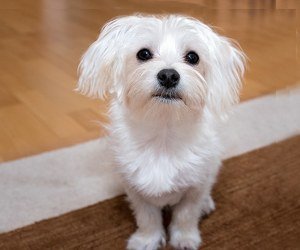 long haired Maltese Maltese dog