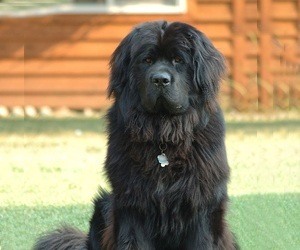 long haired Newfoundland dog Newfoundland dog