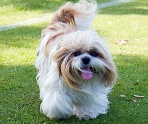 long haired Shi Tzu Shi Tzu