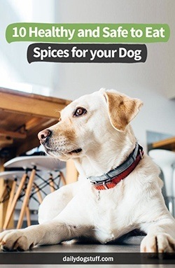 10 Healthy and Safe to Eat Spices for your pup 10 Healthy and Safe to Eat Spices for your Dog