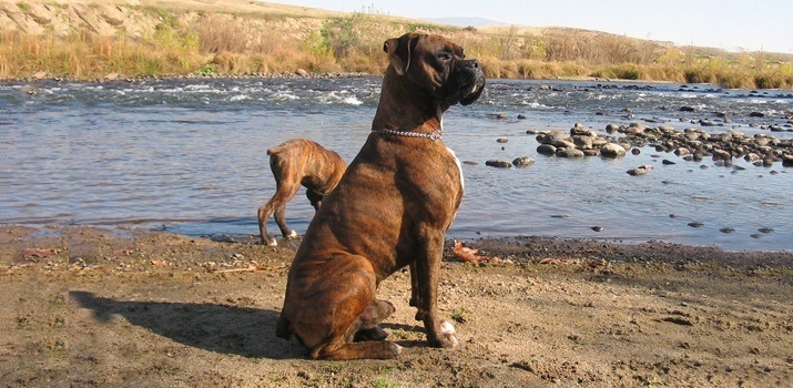 Dog sitting up showing his size Dog sitting up showing his size