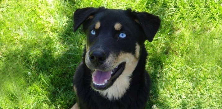 Rottweiler Husky Mix Rottweiler Husky Mix