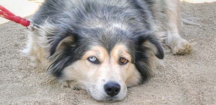 Dog with 1 eye going blind Dog with 1 eye going blind