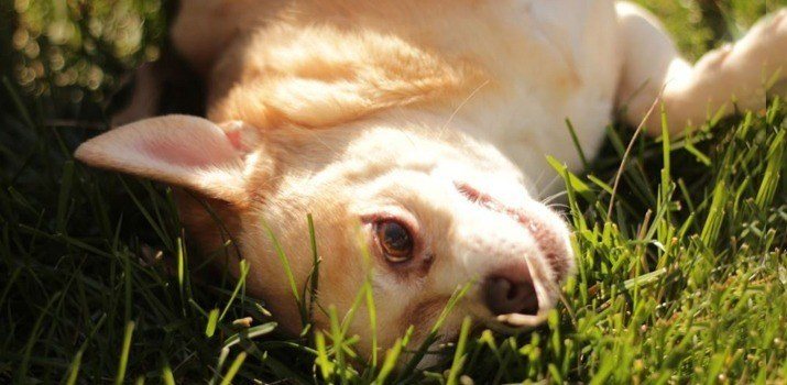 well fed chihuahua laying in the grass well fed chihuahua laying in the grass