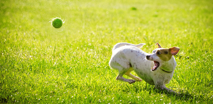 Dog catching a tennis bal from an automatic ball launcher Dog catching a tennis bal from an automatic ball launcher