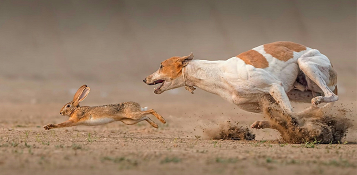 dog chasing a rabbit because of its instinct to hunt prey dog chasing a rabbit because of its instinct to hunt prey