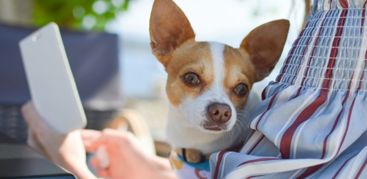 chihuahua likes to sit on lap chihuahua likes to sit on lap