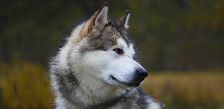Alaskan malamute puppy profile Alaskan malamute puppy
