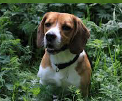 Basset Hound Basset Hound