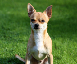 chihuahua dog chihuahua dog