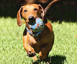 dachshund dog dachshund dog