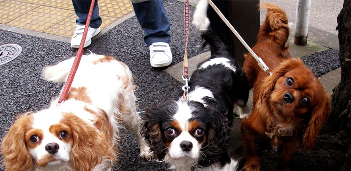 dogs that require little to no Maintenance dogs that require little to no Maintenance