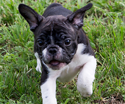 french bulldog french bulldog