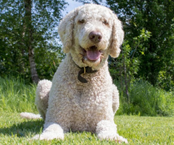 labradoodle dog labradoodle dog