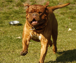 mastiff dog mastiff dog