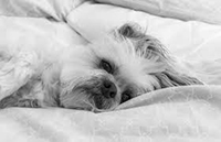 dog dreaming with partially opened eyes dog dreaming with partially opened eyes