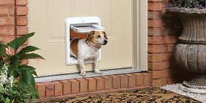 pup going through a doggie door to go outside on his own pup going through a doggie door to go outside on his own