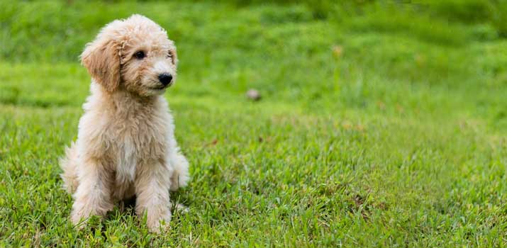 Well-fed-Gogldendoodle-pup Well fed Gogldendoodle pup
