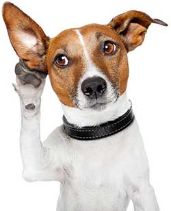 Dog-hears-something Dog hears something
