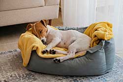 Incorrect-dog-bed-size Incorrect dog bed size