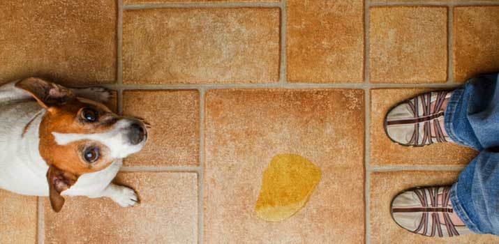 Dog-with-Urinary-health-problems Dog with Urinary health problems