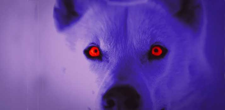 Dog-eyes-glowing-in-the-dark-picture Dog eyes glowing in the dark picture