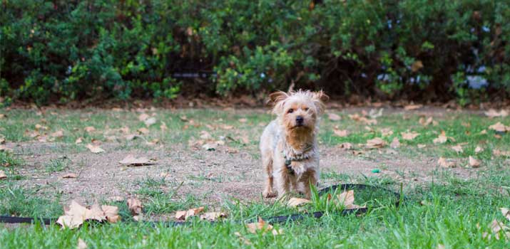 Dog-standing-in-the-yard Dog standing in the yard