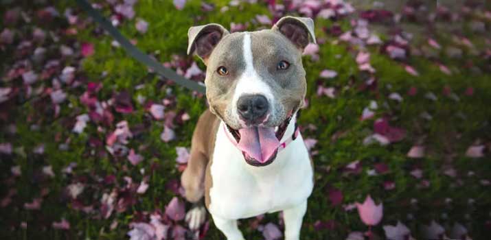 Pitbull-wants-to-cuddle-all-the-time Pitbull wants to cuddle all the time