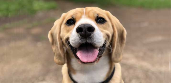 dog-breed-seniors-should-avoid dog breed seniors should avoid