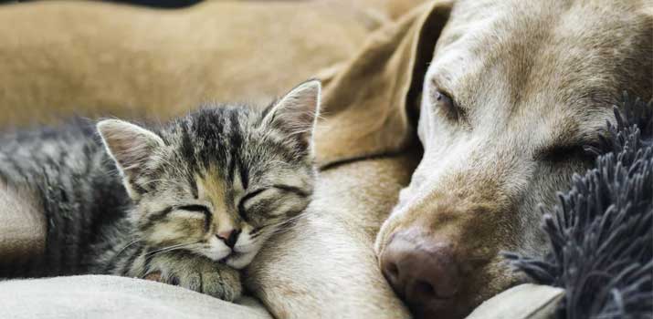 Cat-and-dog-can-mate-but-she-wont-get-pregnant Cat and dog can mate but she wont get pregnant