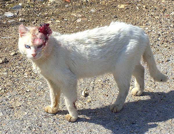 Cat-wounded-after-dog-attack Cat wounded after dog attack