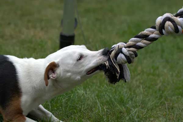 Dog-bites-and-chews-on-a-rope Dog bites and chews on a rope