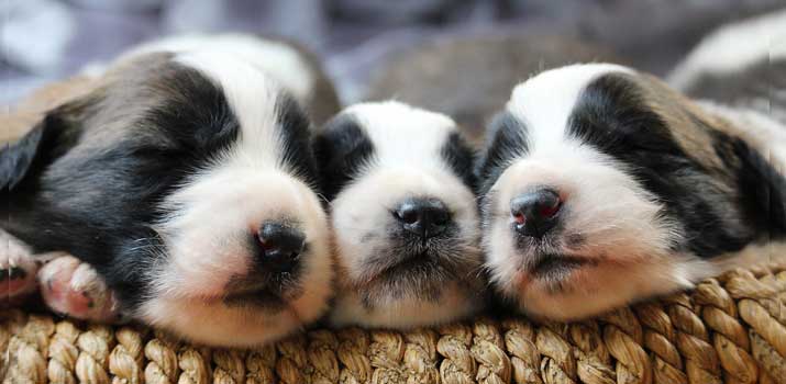Puppies-need-to-be-dewormed Puppies need to be dewormed