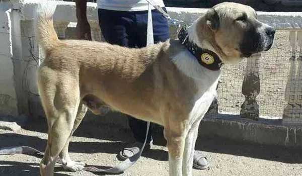 Central-Asian-Shepherd-Dog-is-able-to-fight-with-wolves Central Asian Shepherd Dog is able to fight with wolves