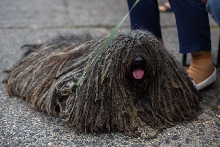 Puli-looks-like-a-mop Puli looks like a mop