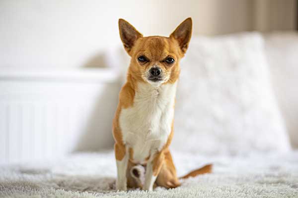 Chihuahua Chihuahua