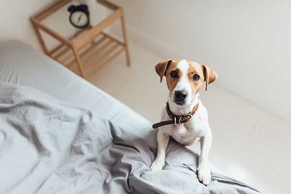 Dog-looking-frantically-cause-he-wants-attention Dog looking frantically cause he wants attention