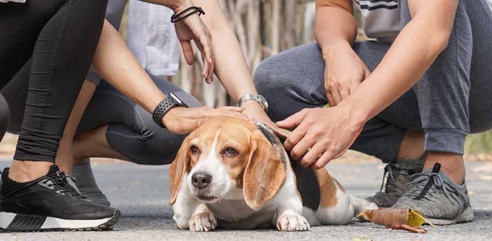 Examples-of-where-dogs-like-to-be-pet Examples of where dogs like to be pet