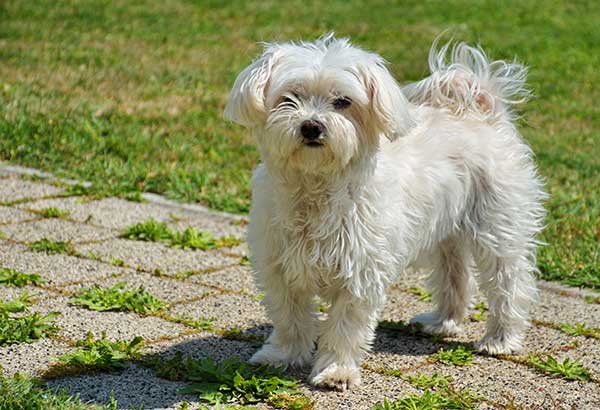 Maltese Maltese