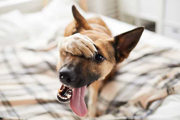 dog-looking-frantic-due-to-Canine-Dementia dog looking frantic due to Canine Dementia