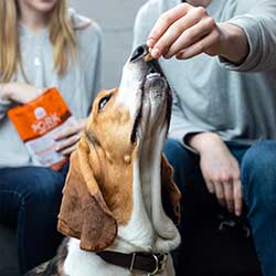 Open-Farm-dog-treats Open Farm dog treats